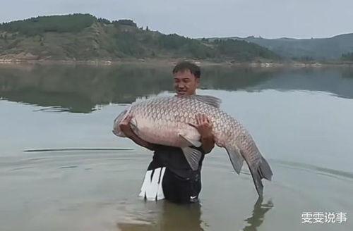 青鱼视频国产观看,青鱼视频带你领略国产佳作魅力