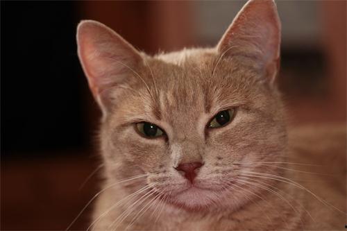 国产猫罐头视频,美味与健康的完美融合