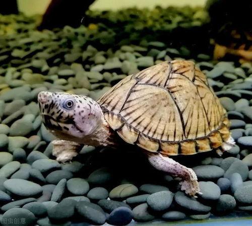 国产丝袜老乌龟视频在线,国产老乌龟视频带你领略独特风情