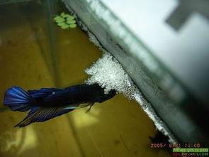 国产斗鱼会生小鱼吗视频,揭秘小鱼诞生之谜