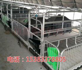 外国产床养猪视频